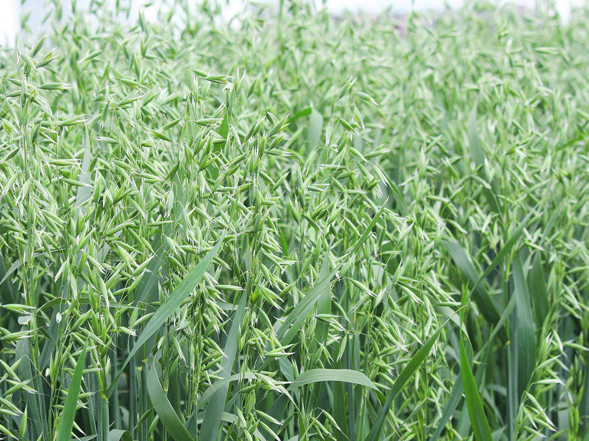 A close up of a stand of green, not-yet-ripe oats.