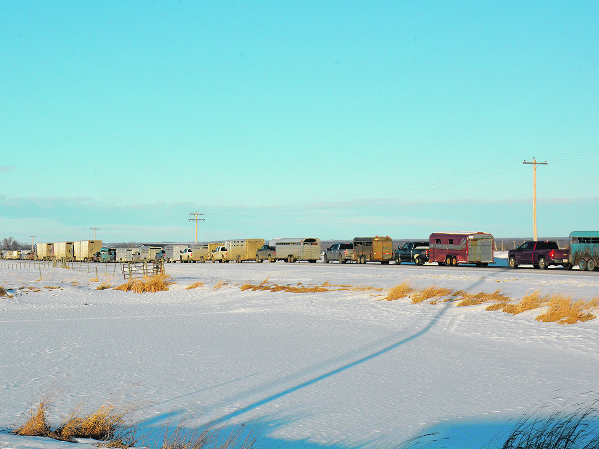 A line of trucks pulling cattle trailers snakes into the distance.