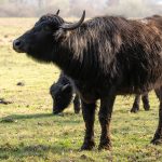 Leigh Rosengren, the Canadian Cattle Association’s chief veterinary officer, said the case was found in a small backyard flock of 14 water buffalo just outside Berlin. | Getty Images