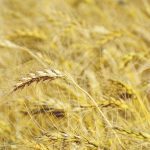 A close-up of a single head of ripe wheat with the rest of the golden crop out of focus in the background.