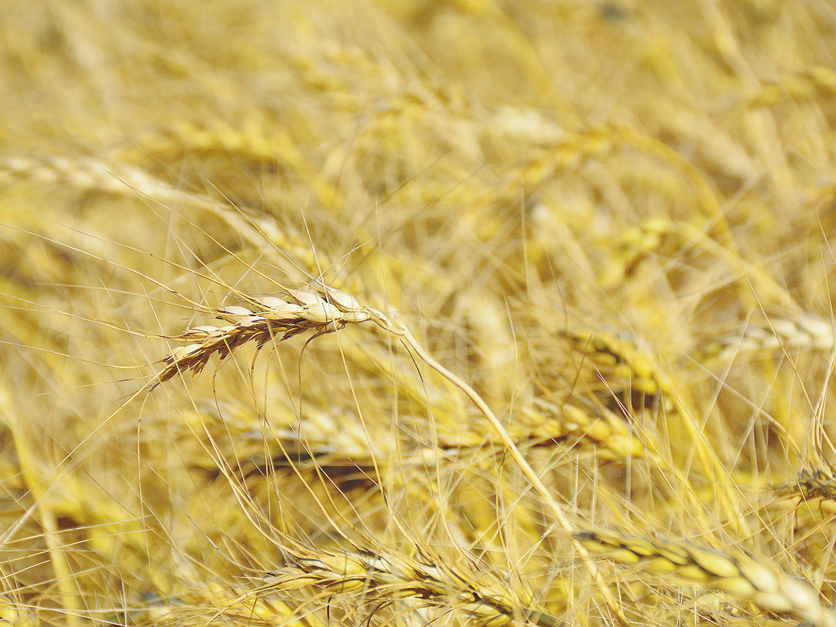 A close-up of a single head of ripe wheat with the rest of the golden crop out of focus in the background.