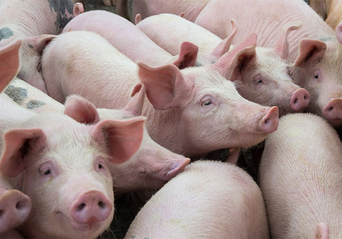 A group of hogs are close together in a pen.