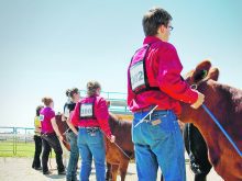 A line of 4-H beef competitors stand at the head of their animals.