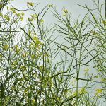 Canola plants in bloom photographed from below looking up to a gray sky.