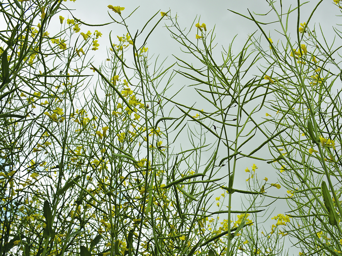 Canola plants in bloom photographed from below looking up to a gray sky.