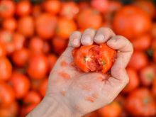 A man's hand is holding a squashed tomato with juice and seeds all over his hand and wrist.