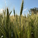 A lush, green crop of winter wheat in Saskatchewan in July of 2024, shot from the ground.