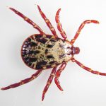 A close-up photo of a wood tick on a white background.
