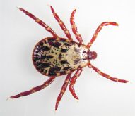 A close-up photo of a wood tick on a white background.
