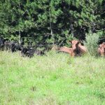 Cattle laze in the green grass of a pasture with trees in the background.