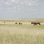 A number of cattle are near a water trough in a dry pasture on a summer day.