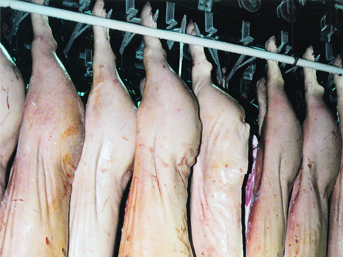 Pig carcasses hang in a meat locker.