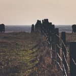 A barbed wire fence runs over a hill and into the distance as cattle stand on each side of it.