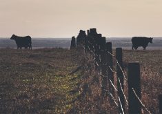 A barbed wire fence runs over a hill and into the distance as cattle stand on each side of it.