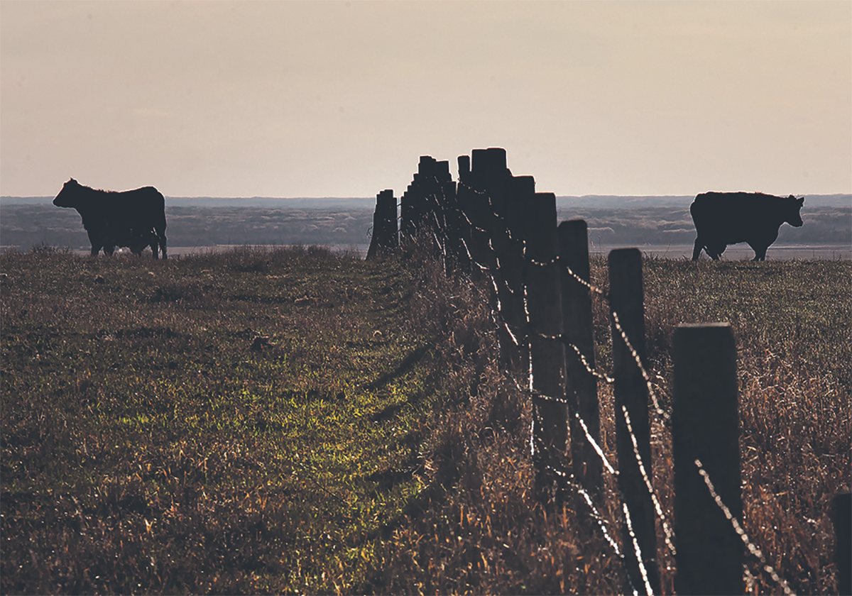 A barbed wire fence runs over a hill and into the distance as cattle stand on each side of it.