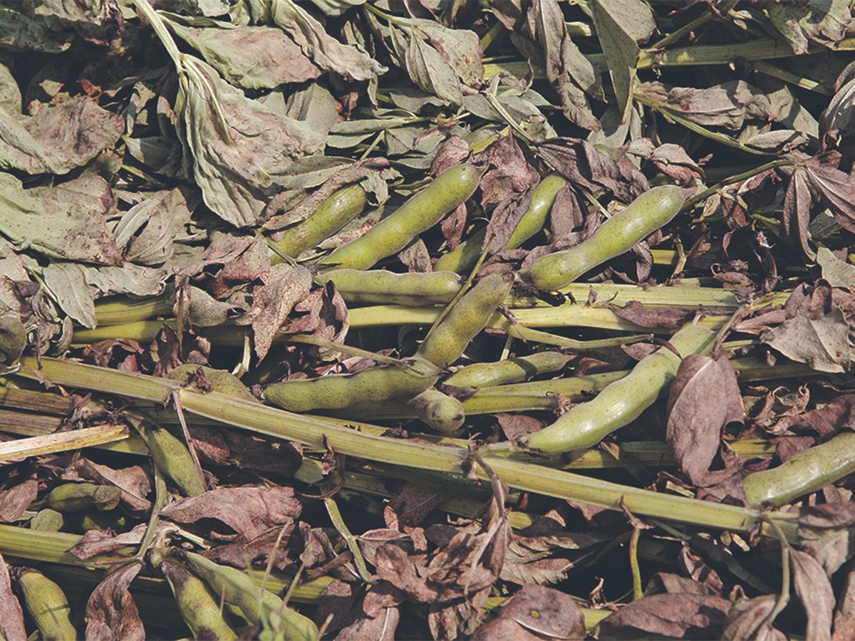 Fababeans laying on the ground during harvest.
