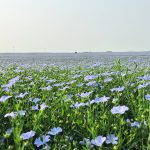 A field of flax plants in full bloom.