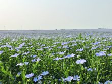 A field of flax plants in full bloom.