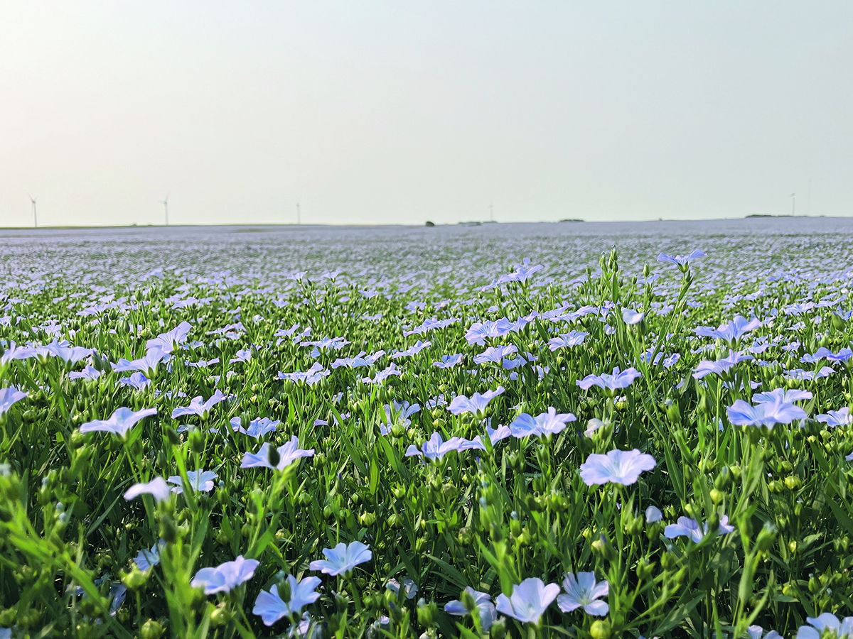 A field of flax plants in full bloom.