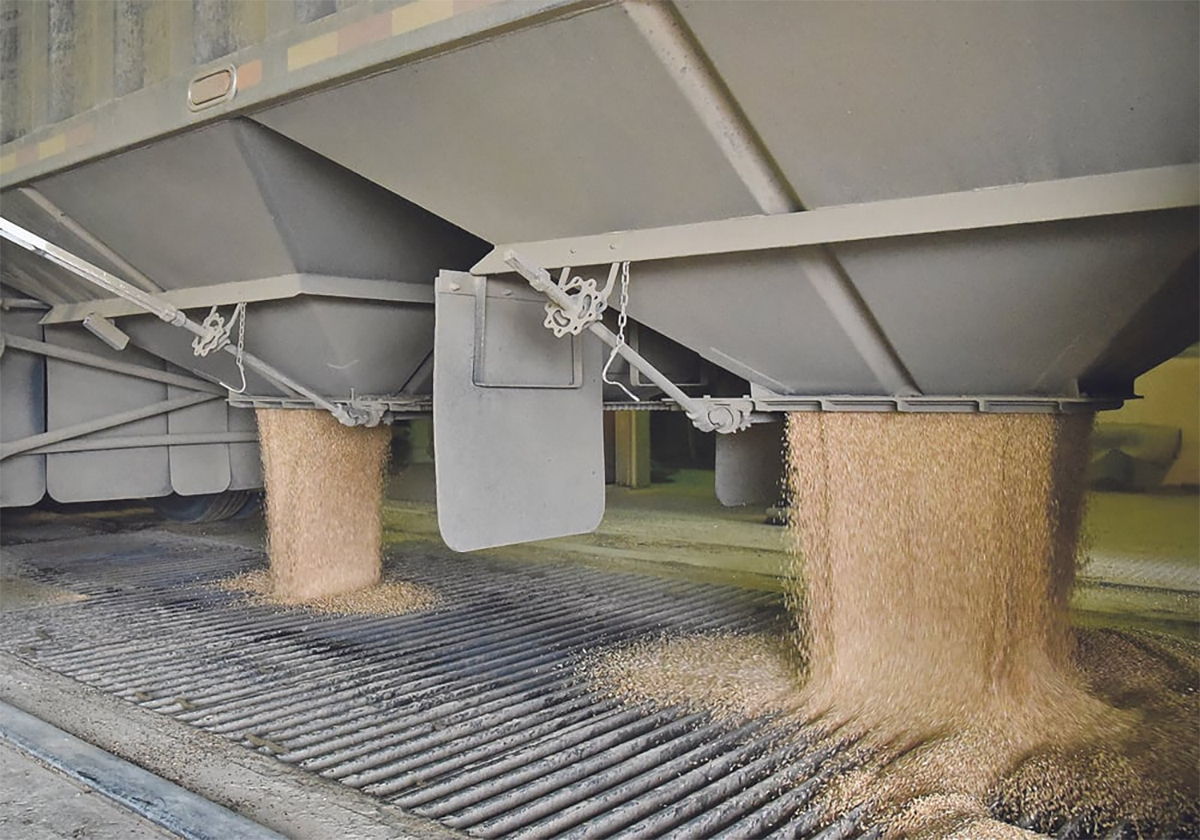 Grain is dumped from the bottom of a trailer at an inland terminal.