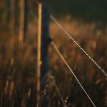 Close-up of the wire on a barbed wire fence that runs off out of focus into the distance.