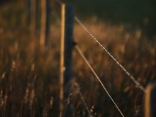 Close-up of the wire on a barbed wire fence that runs off out of focus into the distance.