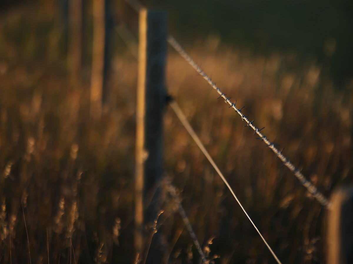 Close-up of the wire on a barbed wire fence that runs off out of focus into the distance.