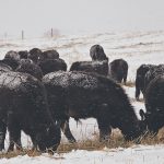 Black cattle are feeding on hay in a snowy pasture.