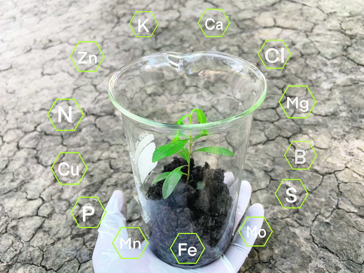 A stock photo of a hand wearing a latex exam glove holding a clear flask that has soil and some small plants growing in it, surrounded by the chemical symbols for various nutrients required by plants, such as zinc, potassium and nitrogen.