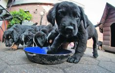 Five black puppies crowd around a food bowl with one standing in the bowl and appearing to sniff the camera lens.