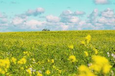 A yellow mustard field just coming into bloom.