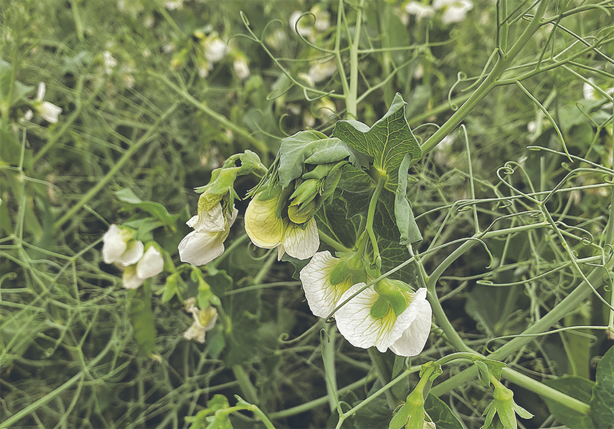 Yellow peas flowering.