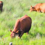 Cattle graze in a lush green pasture.