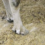 Close-up of a cow hoof.