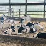 Dairy calves laying down in a pen.