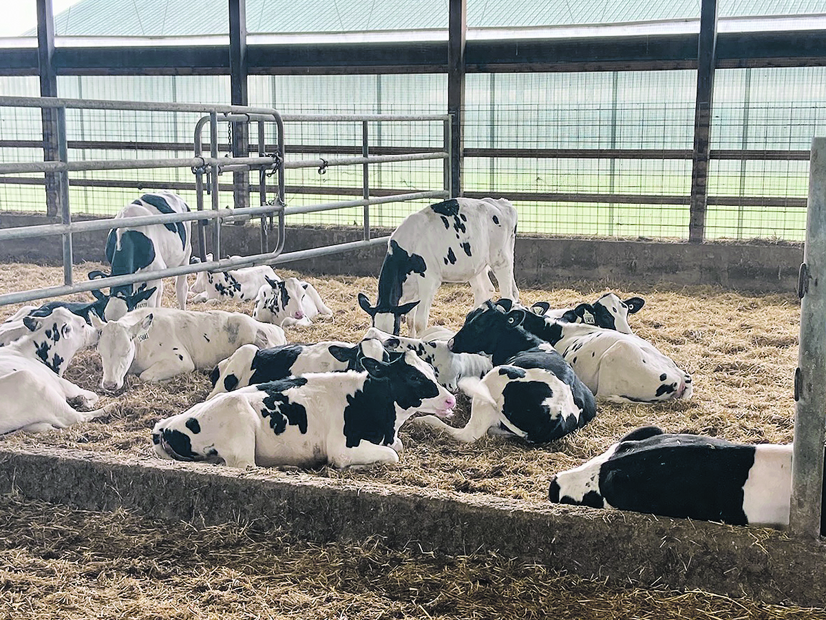 Dairy calves laying down in a pen.