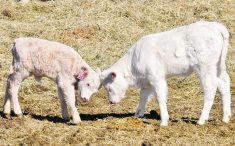 Two calves playfully butt heads in a field.
