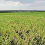 Root rot was found in every site tested in the southeastern, east-central and northeastern regions in the 2024 Saskatchewan provincial disease survey. | Saskatchewan Pulse Growers photo