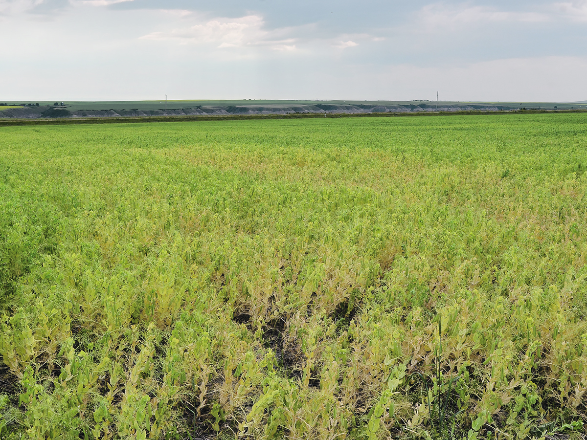 Root rot was found in every site tested in the southeastern, east-central and northeastern regions in the 2024 Saskatchewan provincial disease survey.  |  Saskatchewan Pulse Growers photo