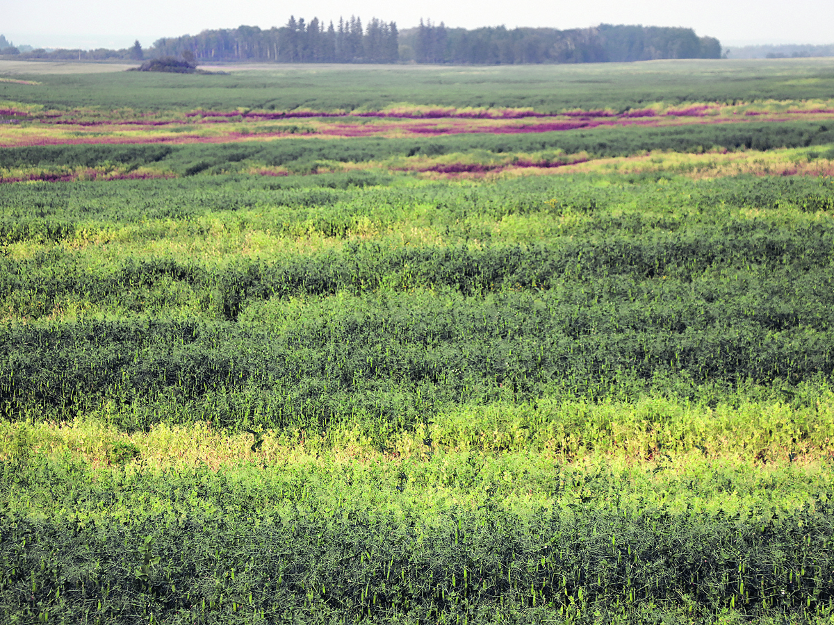 A crop of peas has yellow areas indicating crop disease.