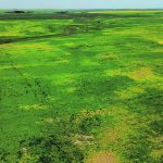 An aerial photo of a crop of peas showing some yellow areas where the crop is diseased.