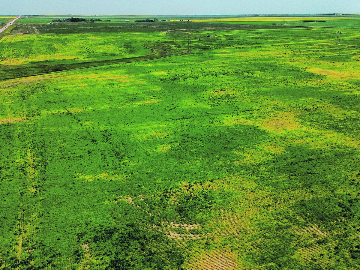 An aerial photo of a crop of peas showing some yellow areas where the crop is diseased.