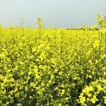 A bright yellow field of canola in full bloom.
