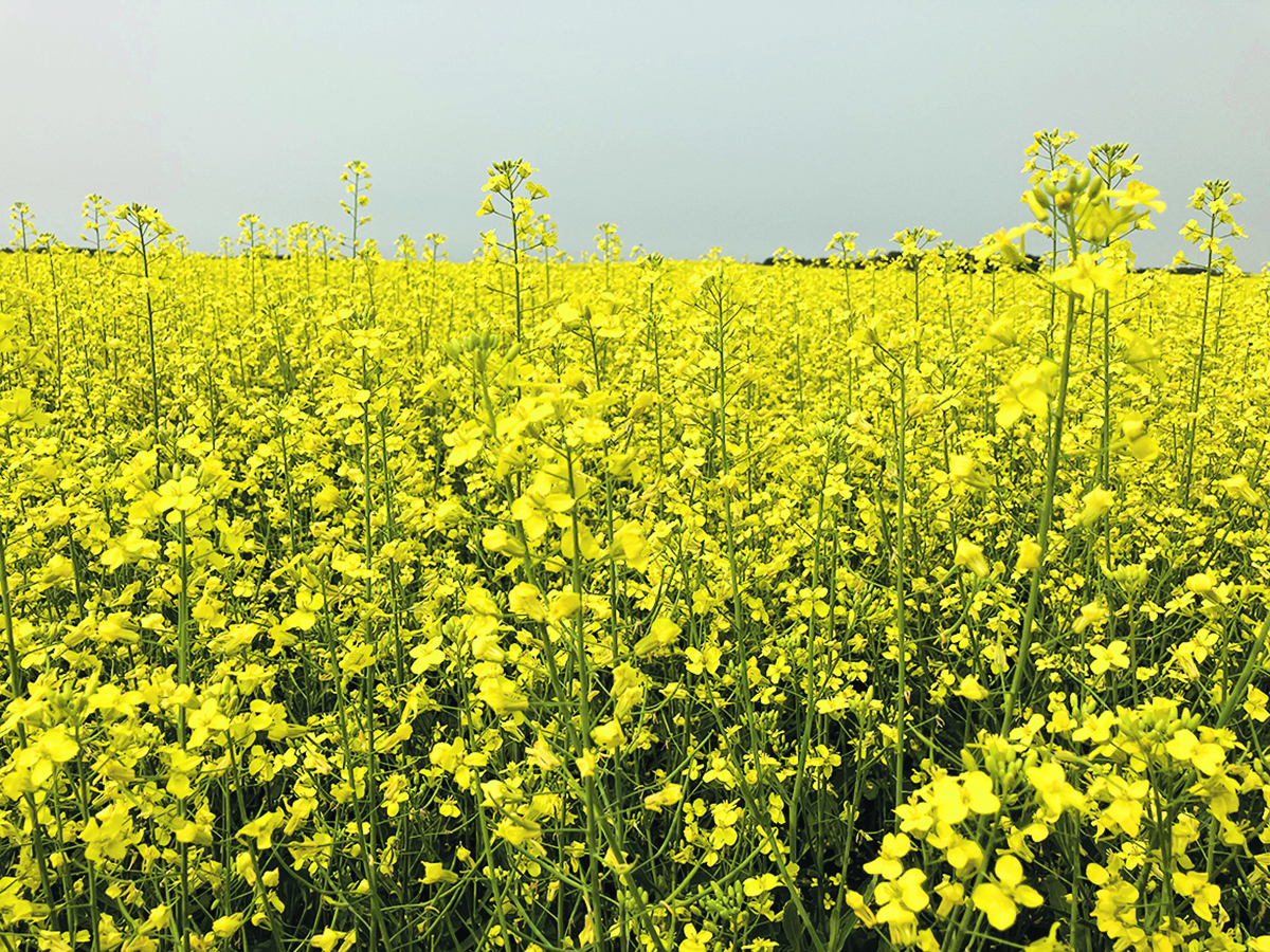A bright yellow field of canola in full bloom.
