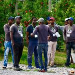Seasonal agriculture workers from Jamaica at Suncrest Orchards near Simcoe, Ont.