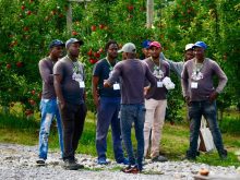 Seasonal agriculture workers from Jamaica at Suncrest Orchards near Simcoe, Ont.