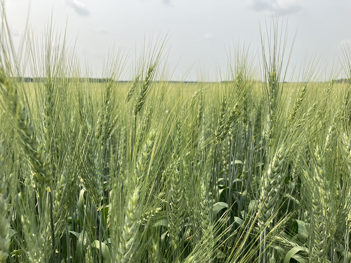 Agriculture Canada has talked before about getting out of wheat breeding, but researchers think this time there’s substance to the talk. | File photo