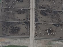An aerial view looking straight down on the paddocks with cattle in them in a feedlot.