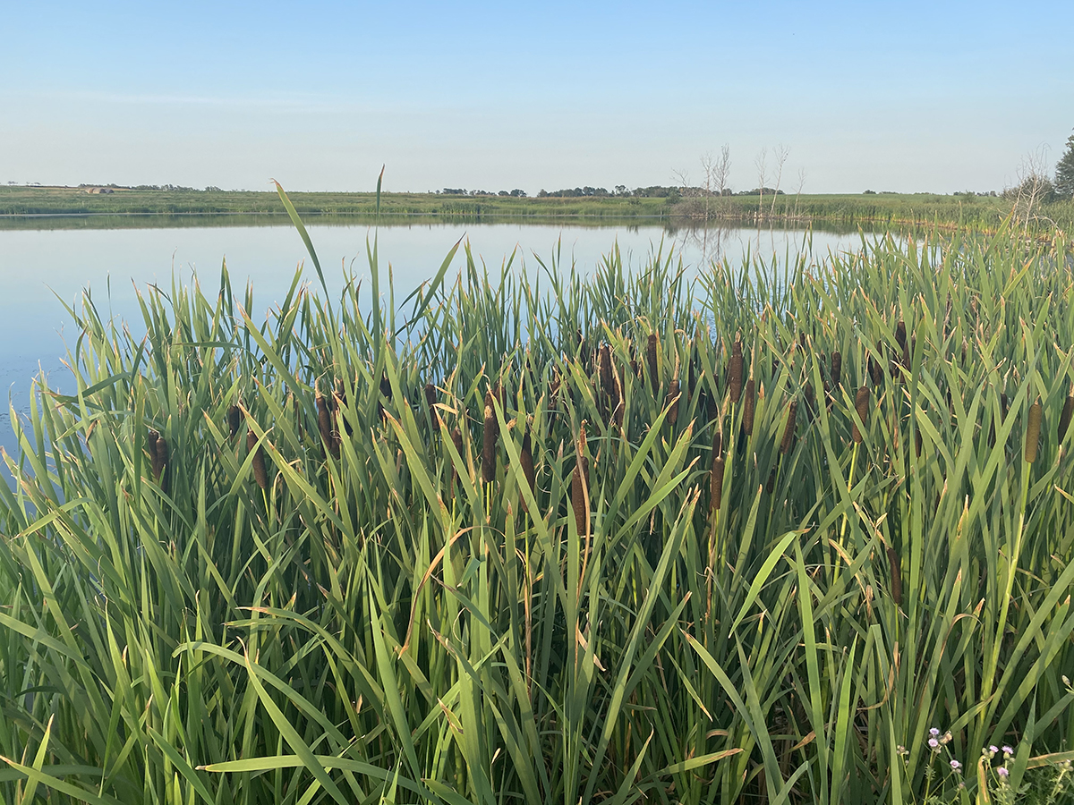 Lush green bullrushes surround a prairie slough.