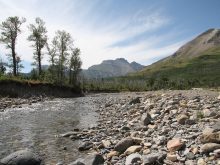 A low angle shot of a mountain river with rocks and trees along its shores.